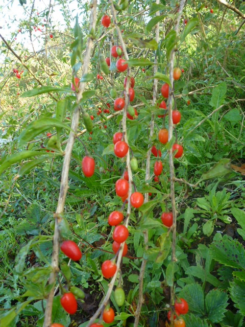 Comment produire sa baie de goji ?