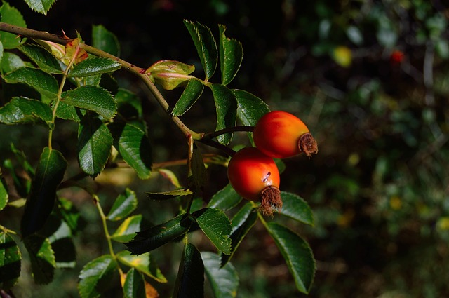 Comment tailler le goji & récolter les baies de goji du jardin ?